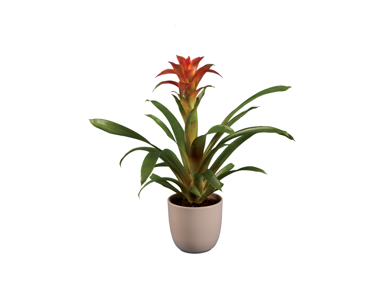 Planta de bromélia em vaso com flores laranja.