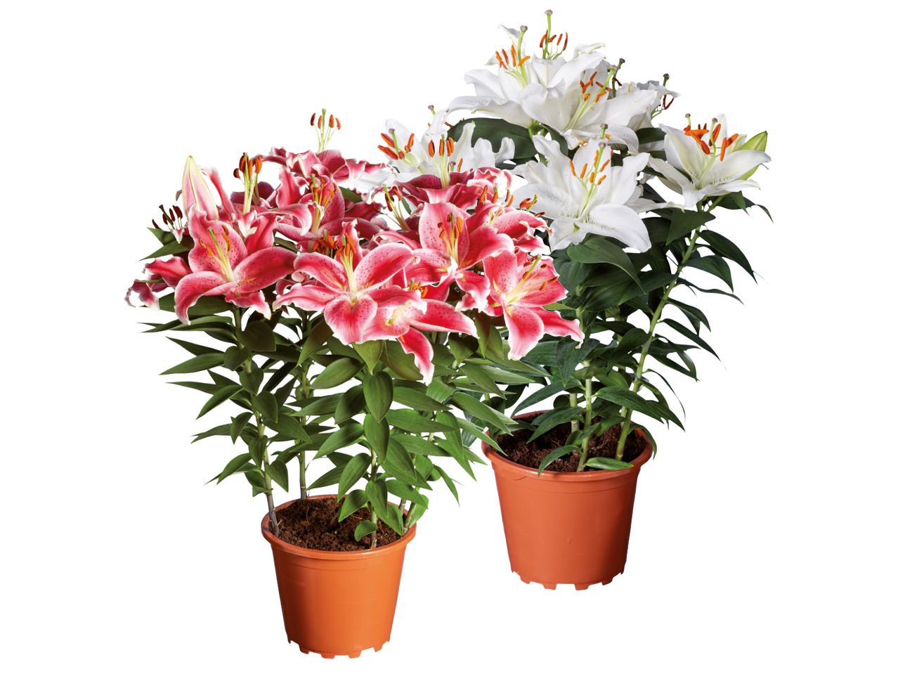 Due piante di giglio in vaso, una con fiori rosa e l'altra con fiori bianchi.