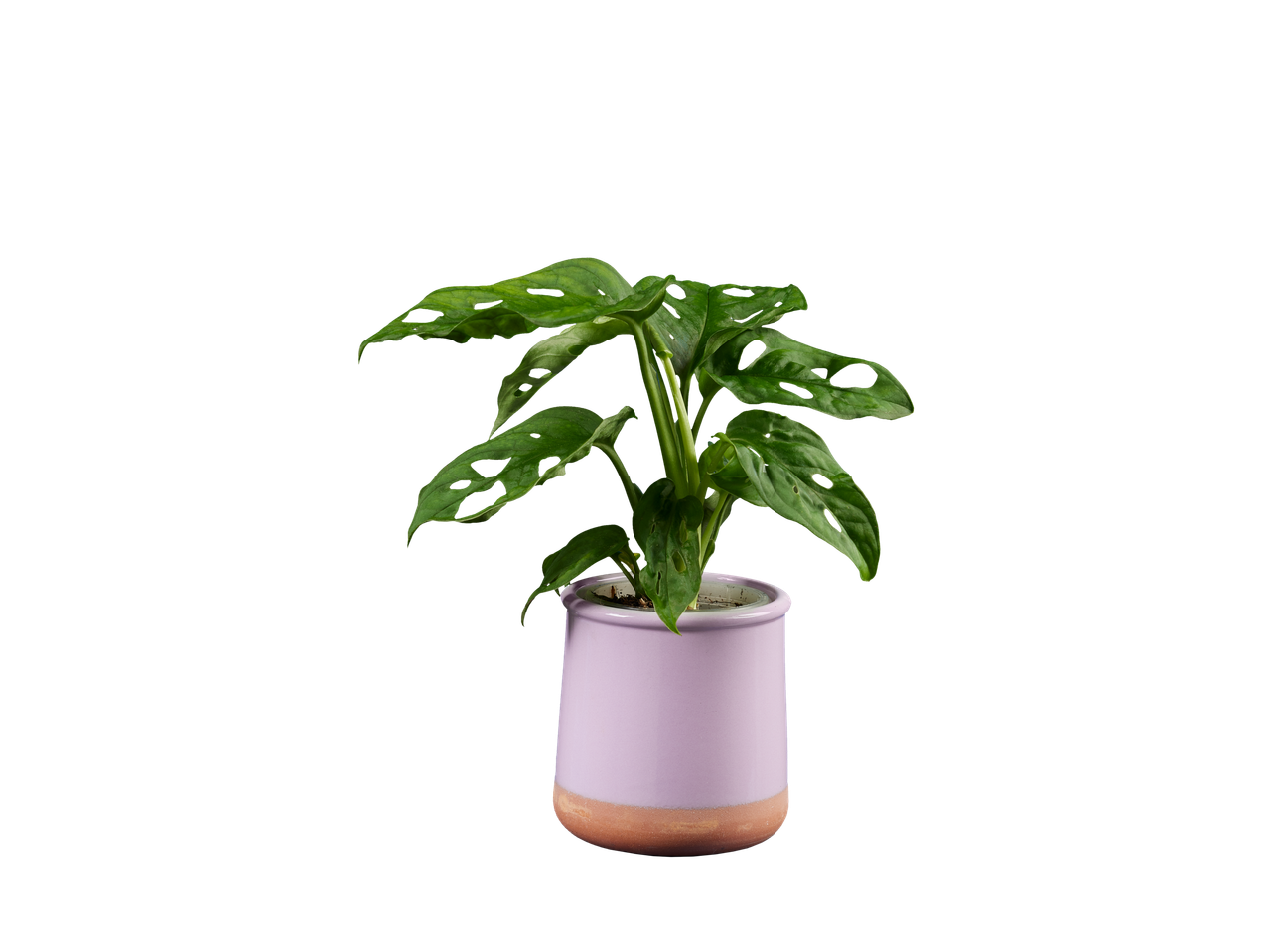 Planta Monstera em um vaso lilás.