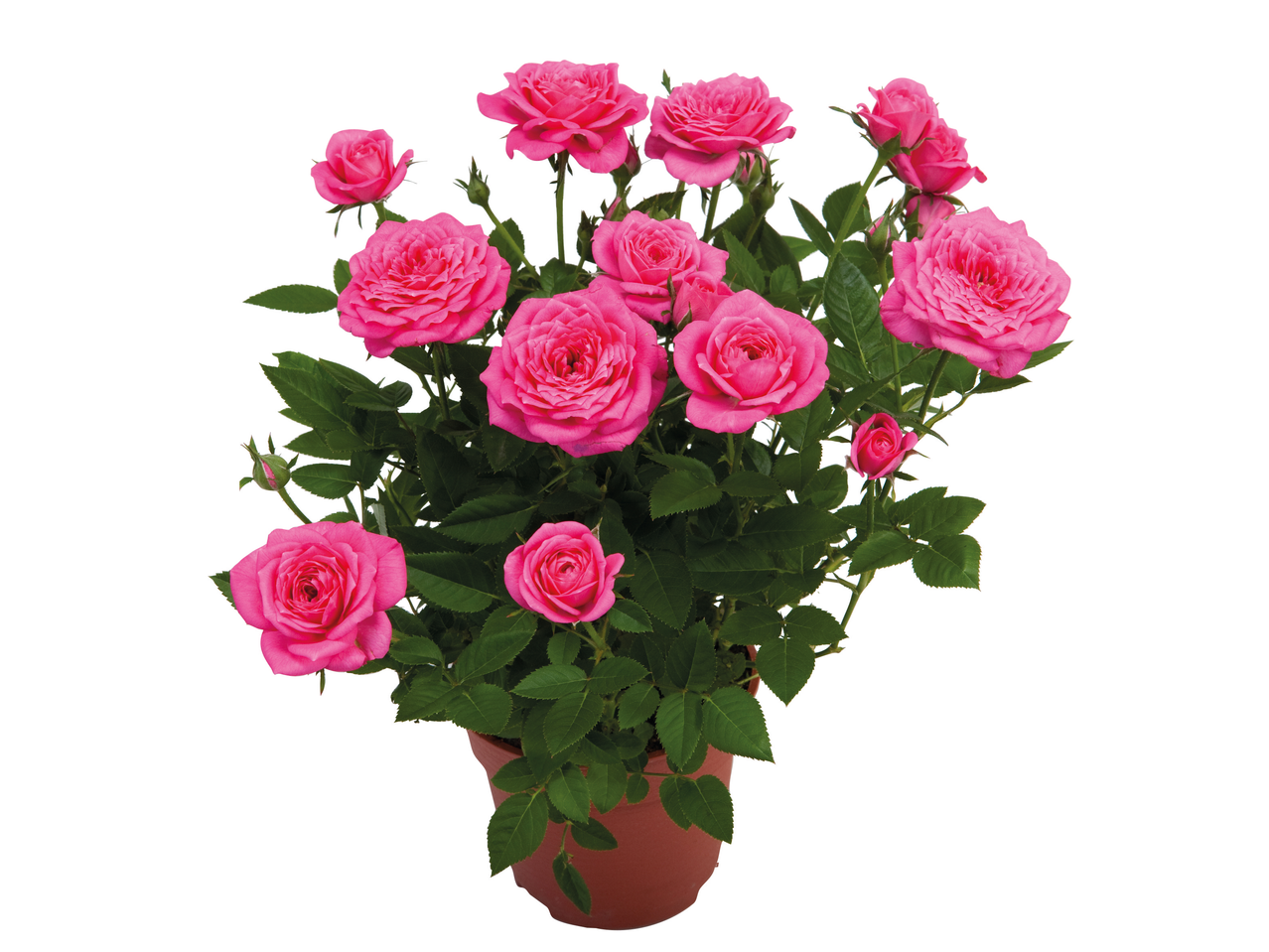 Potted mini rose plant with numerous vibrant pink blooms and green leaves.