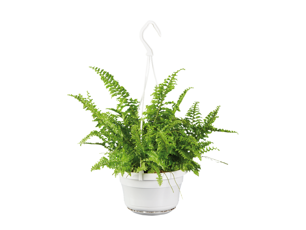 Fern in a hanging white pot.