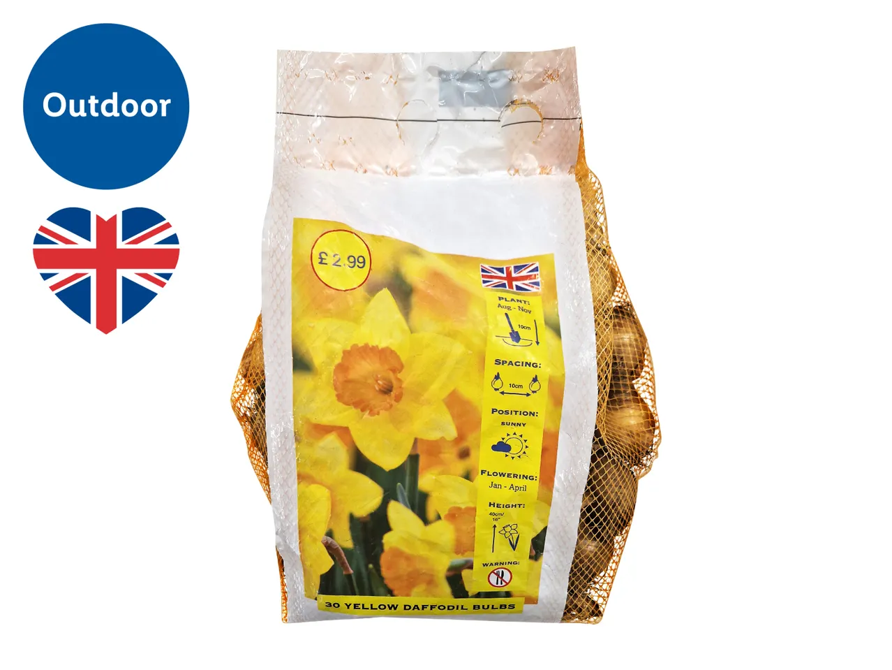 30 Yellow Daffodil Bulbs – Pack Claims Bulbs Flower from January