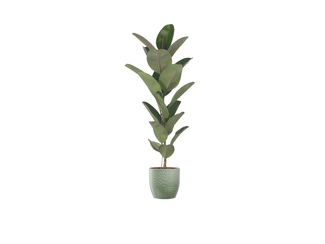 Planta de Ficus em vaso verde.