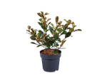 Plant in pot with green and reddish leaves.