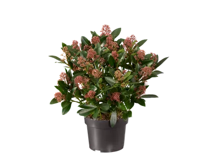 Skimmia