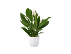 Peace lily plant with white flowers in a white pot