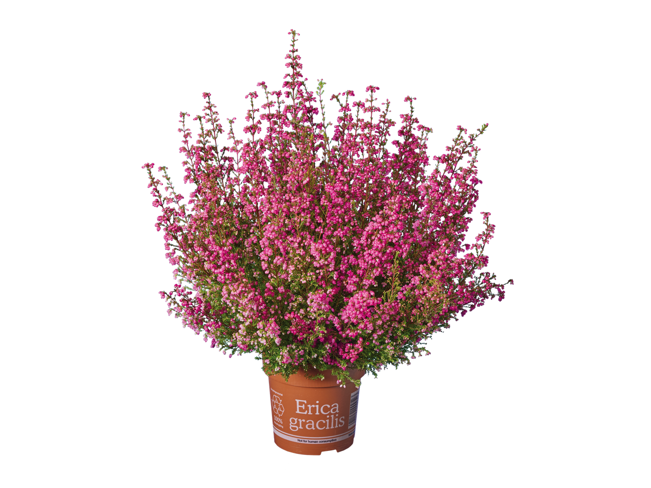 Erica Gracilis in pot, met levendige roze bloemen.