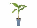 Plant de bananier dans un pot.
