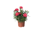 Œillet en pot avec des fleurs rouges et des instructions d'entretien.