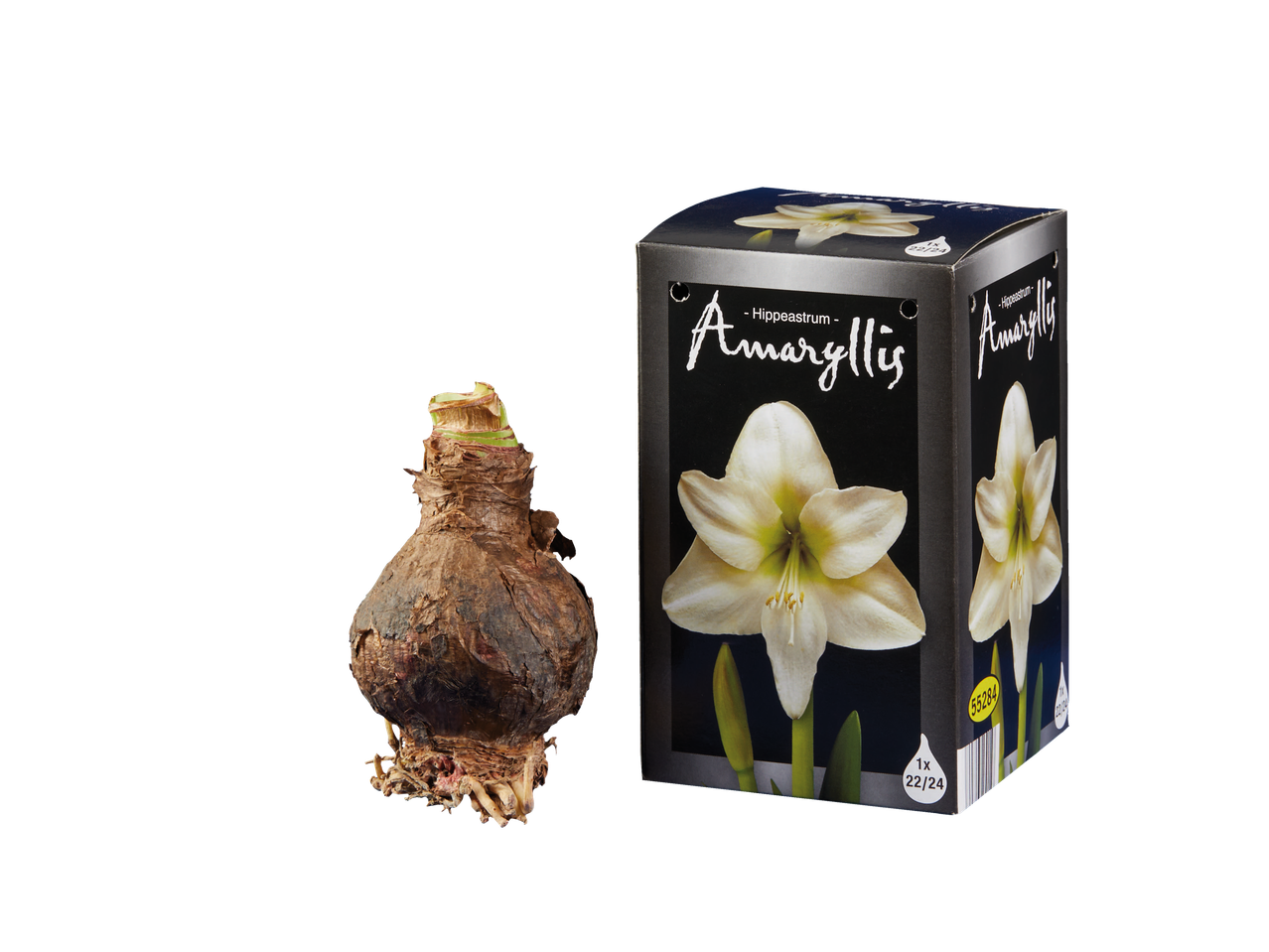 Amaryllisbol en verpakkingsdoos met afbeelding van een witte bloem