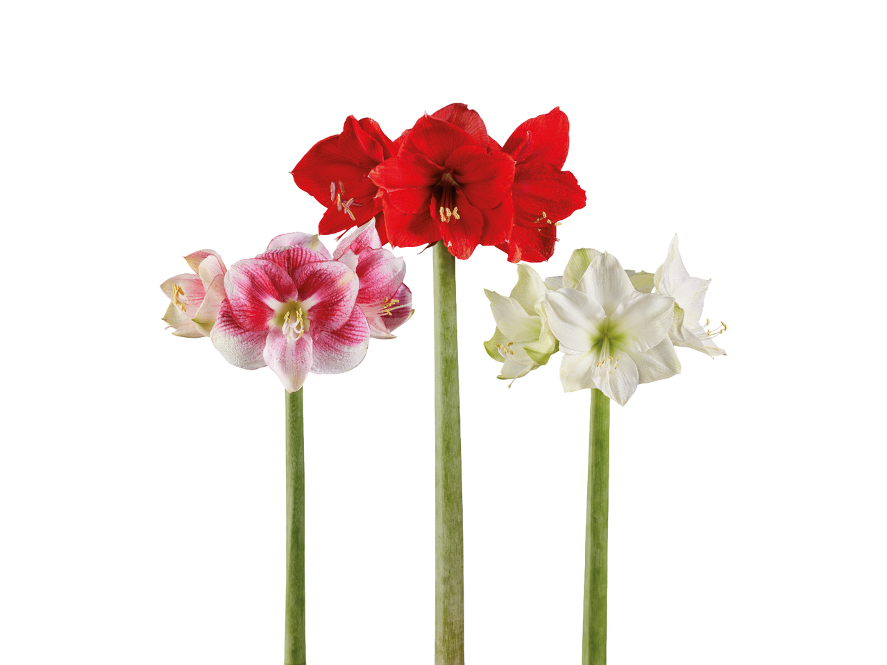 Tri amarilisa u crvenoj, ružičastoj i bijeloj boji na bijeloj pozadini.