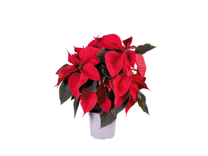 Lietuviška puansetija 