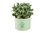 A green potted succulent with a humorous 'I WILL SURVIVE' cactus design.