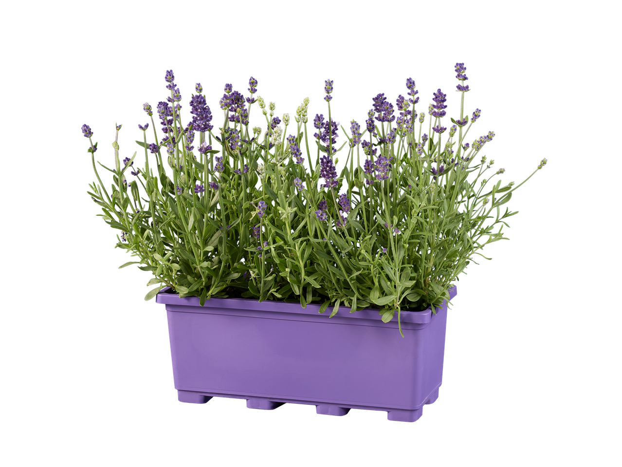 Lavanda u ljubičastoj plastičnoj saksiji