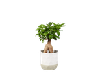 Modern houseplant in a white and beige ceramic pot.