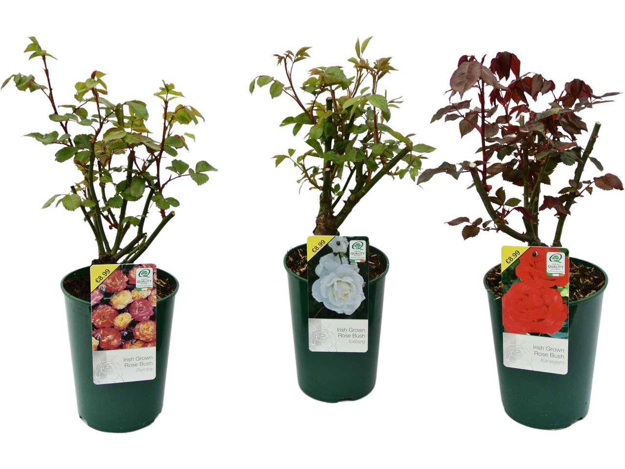 Three potted Irish grown rose bushes, each with a price tag of €8.99, featuring different rose varieties: Rumba, Iceberg, and Kanegem.
