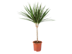 Sobna biljka Dracaena marginata u saksiji.