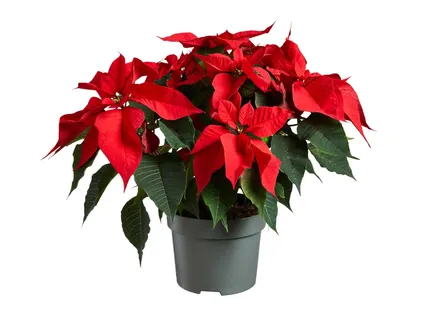 Bokros mikulásvirág*