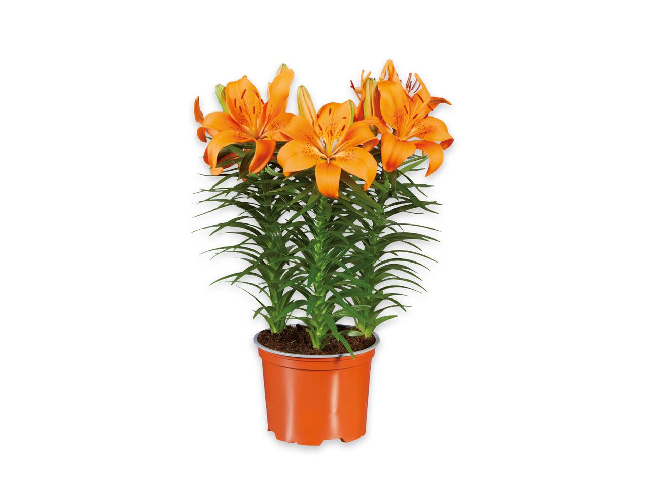 Pianta di gigli arancioni in vaso arancione.