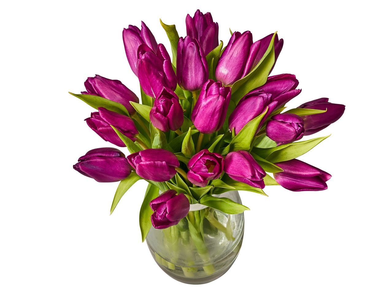A vibrant bouquet of purple tulips in a clear glass vase.