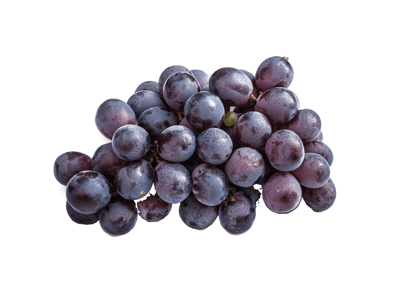 Šviežių tamsių vynuogių kekė su lašelių pėdsakais ant odelės.