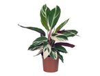 Tropska rastlina Calathea Ornata v rjavem loncu.