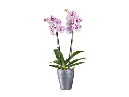 Pillangóorchidea kerámiában