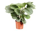 Rastlina Calathea Ornata v terakota loncu.