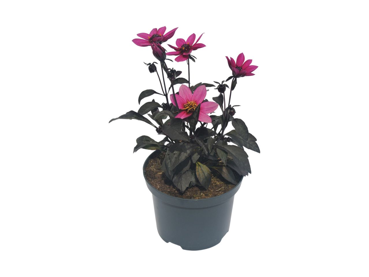 buy plants pots 6 Inch Round Plastic Pot | Greenhouse and Nursery Pot | Starter Pots for  Seedlings