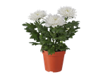 White Zembla Chrysanthemum in a brown pot
