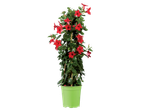 Rode Dipladenia in een groene pot.