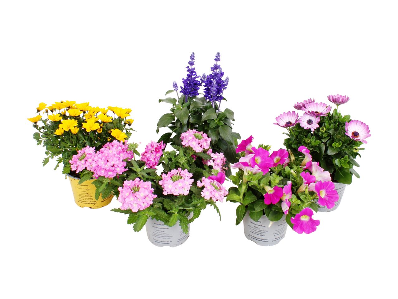 Potted yellow, pink, purple, and magenta flowers, including Goldkosmos and Uzerkruid.