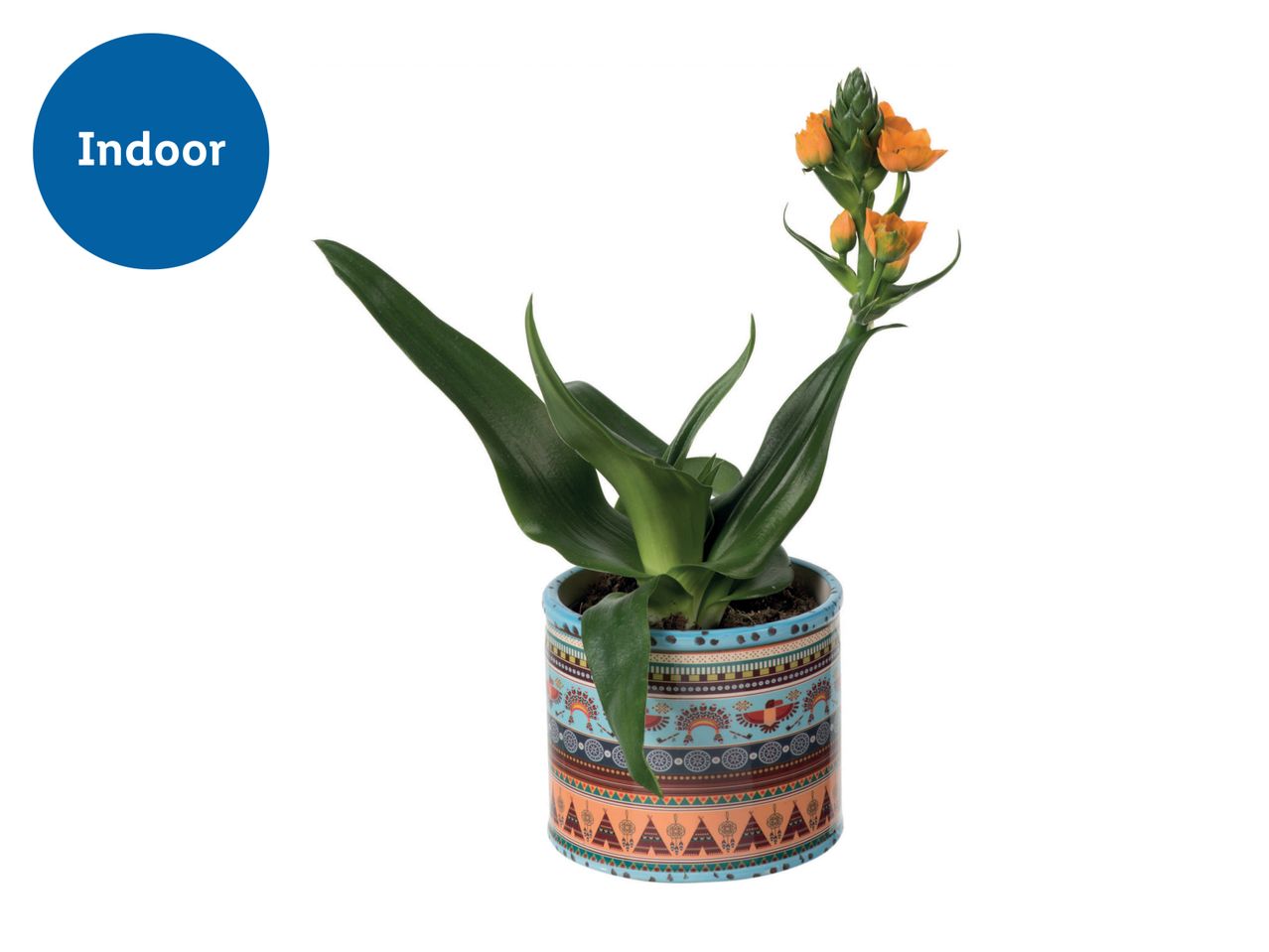 Go to full screen view: Ornithogalum in Ceramic - Image 1