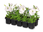 Witte petunia's in een zwarte plantenbak
