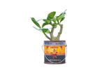 Plant in a cherry-themed tin can pot.