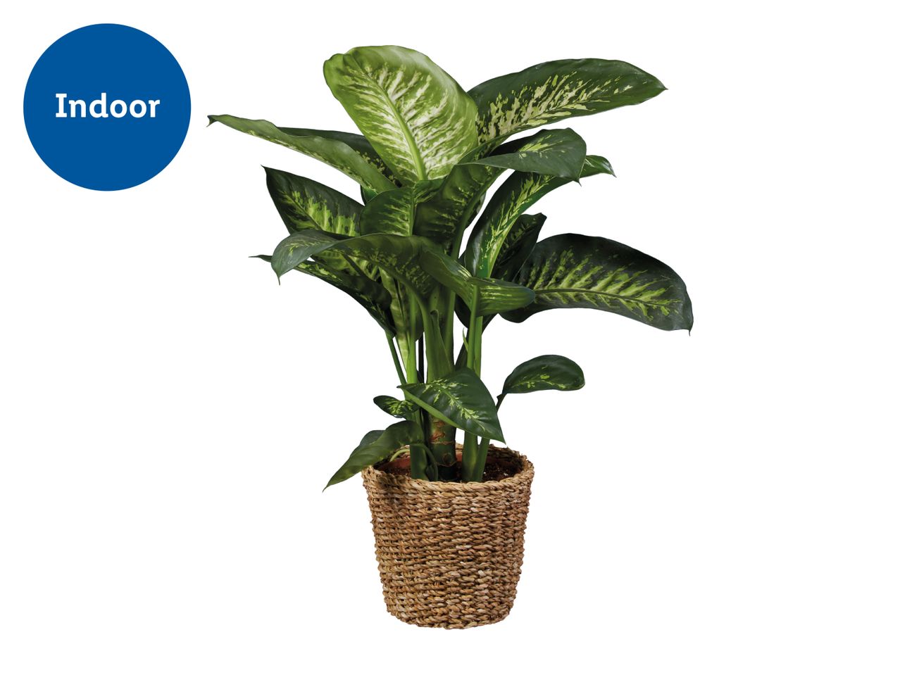 Indoor Dieffenbachia plant in a woven basket pot.