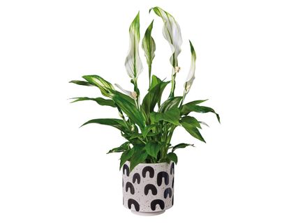 Vitorlavirág kerámiában*