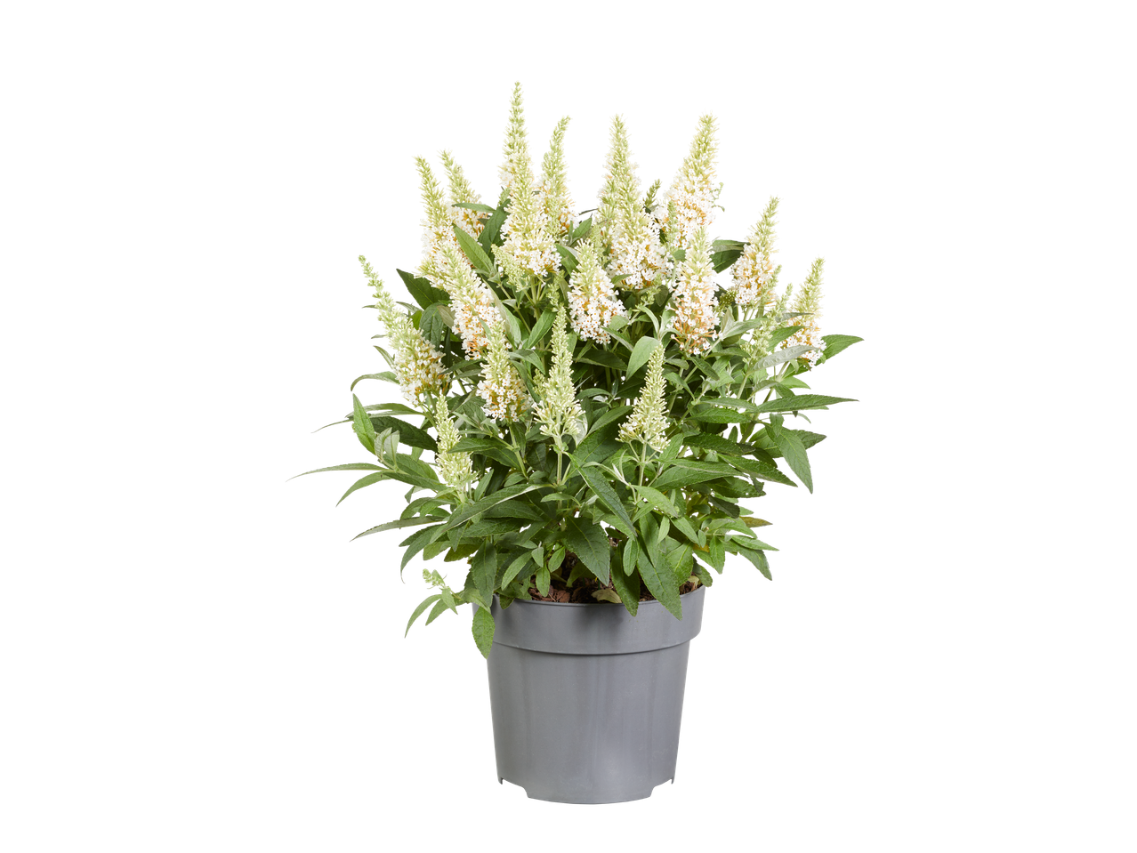 Witte vlinderstruik 'Butterfly Candy' in grijze pot