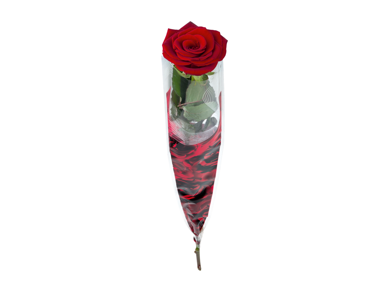 Single red rose in clear plastic packaging with a decorative red and black pattern