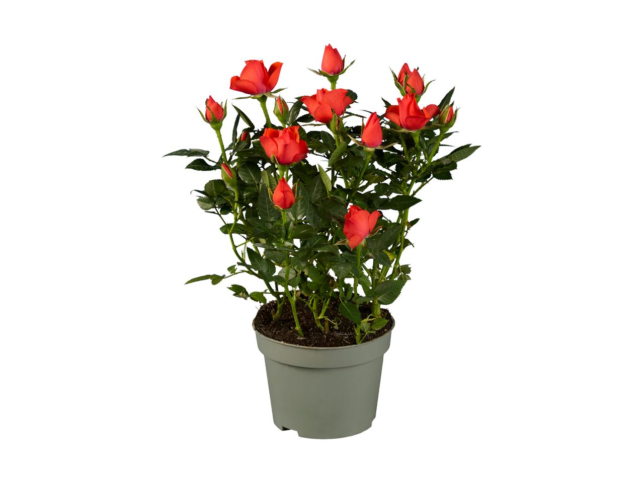 Potterose med røde blomster og grønne blade i en grå potte.