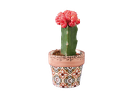 Cactus greffé avec une tête rouge vif dans un pot en terre cuite à motifs.