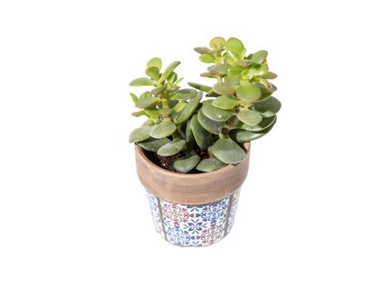 Szukkulensek Marokkó-stílusú kerámiában*