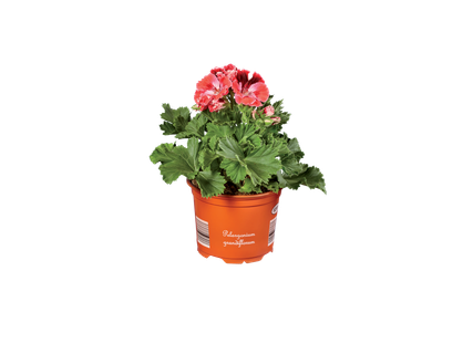 Pelargonium