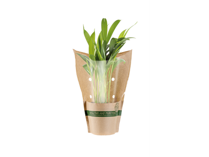 Plante purificatoare de aer