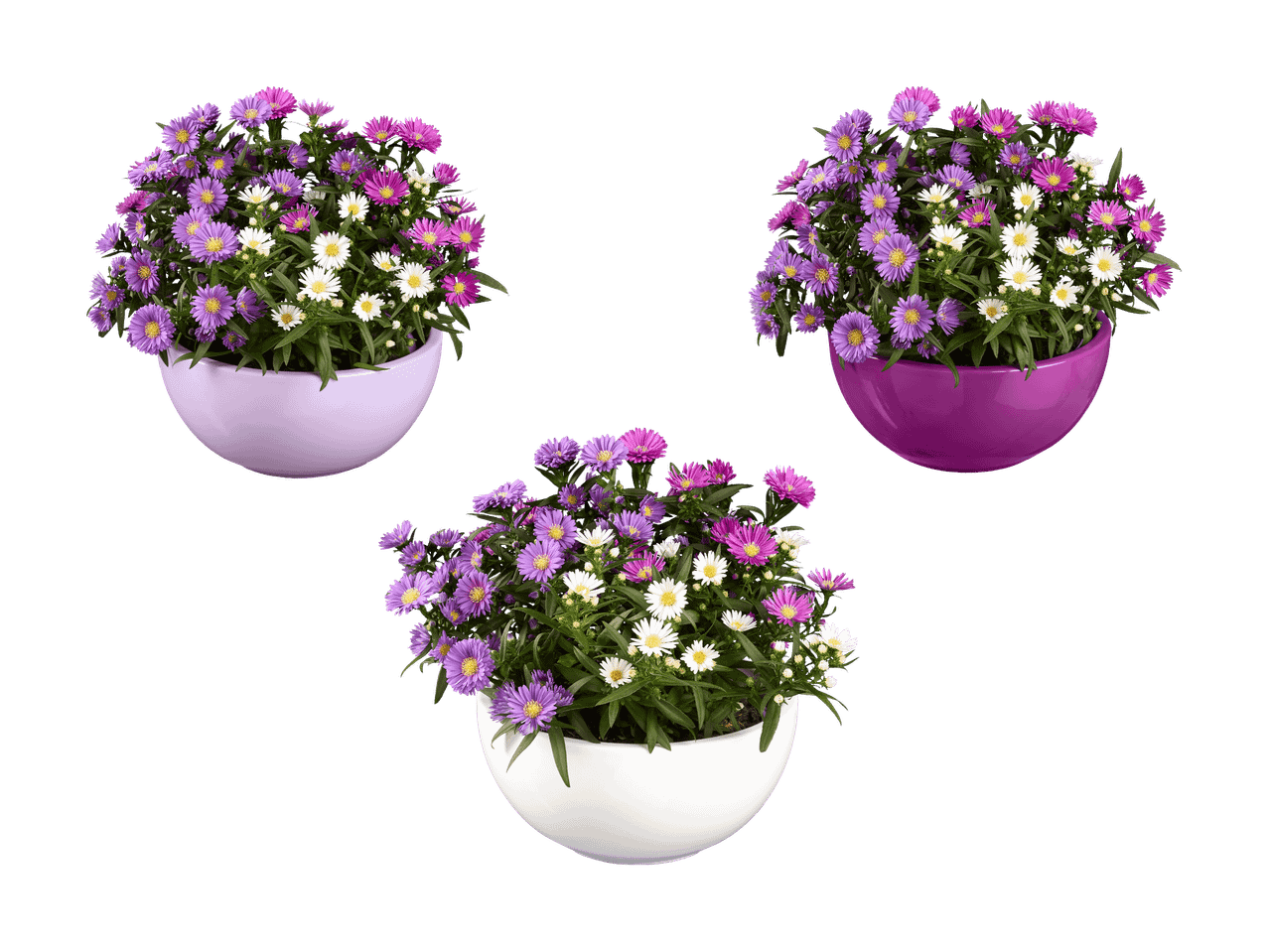 Trois pots d'asters colorés en violet, rose et blanc sur fond noir.