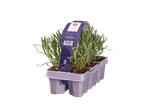 Lavendelplant Fresh from Nature.