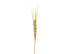 A single golden dried wheat stalk against a black background.