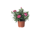 Pot met roze anjers in een terracotta pot.
