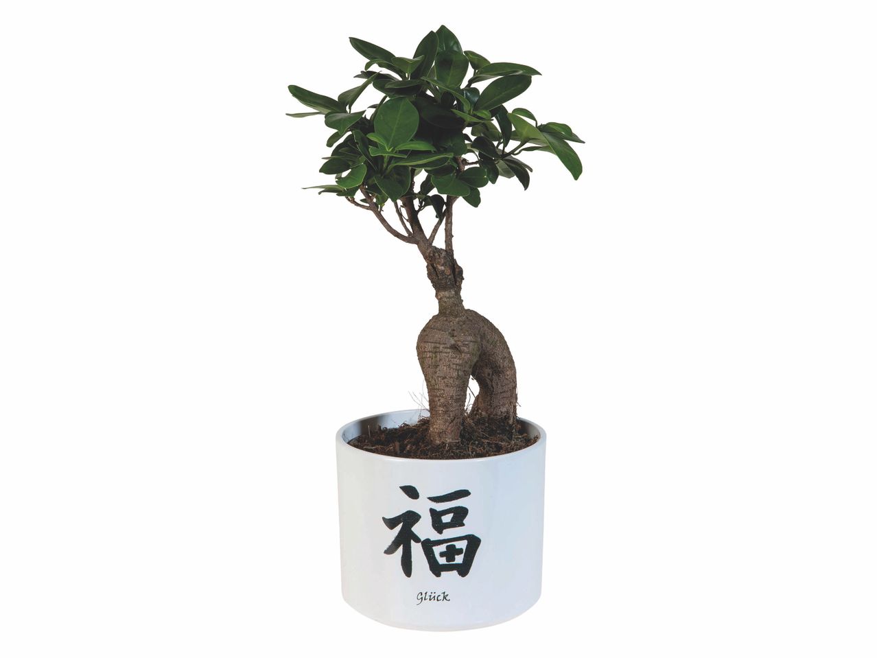 Bonsaï Ficus dans un pot décoré du caractère chinois 福 (fú) signifiant 'bonheur'.