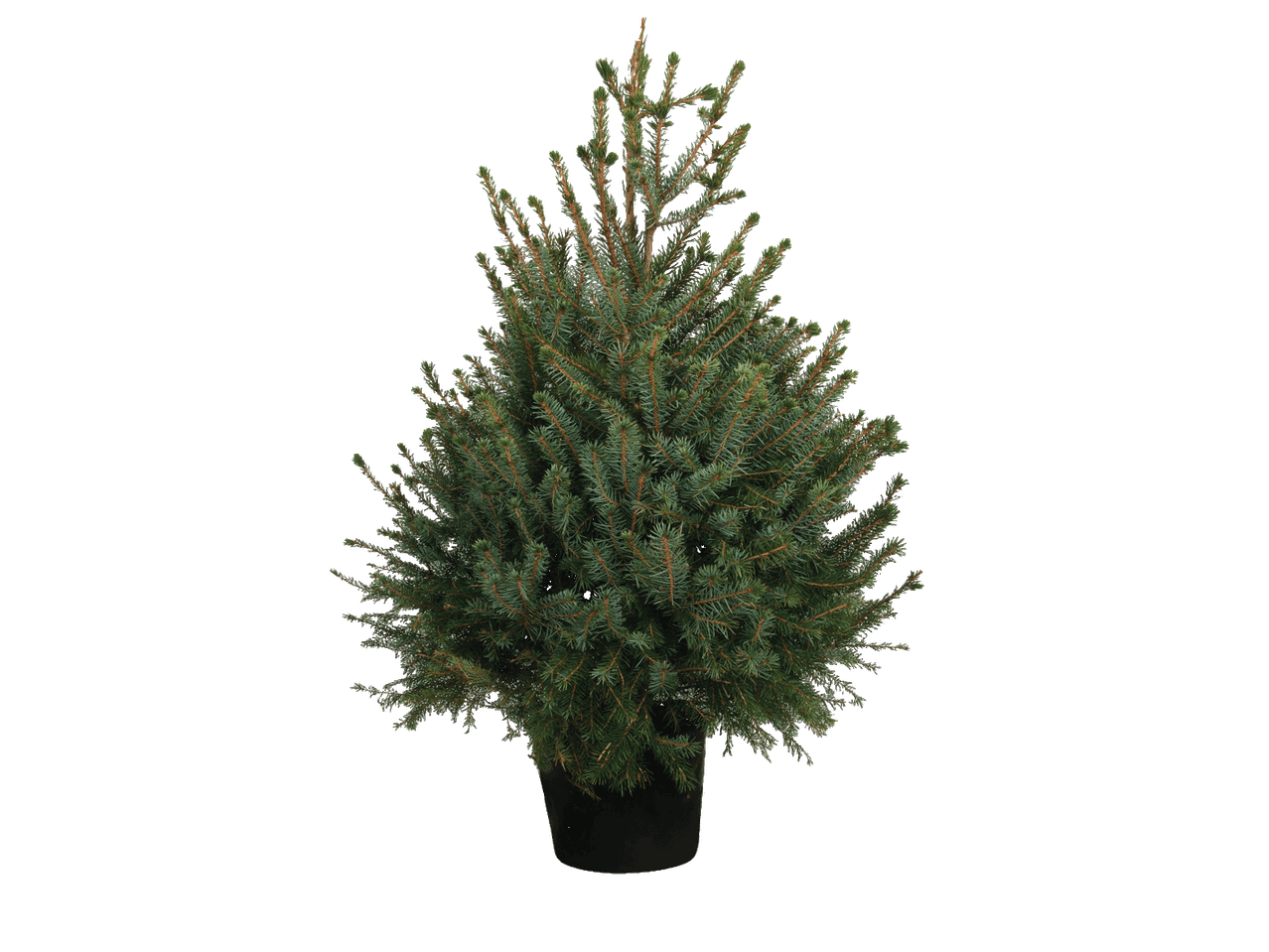 Vazonas su mažu spygliuočiu medeliu, tikriausiai eglute.